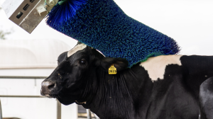 Щетки - чесалки Groomer