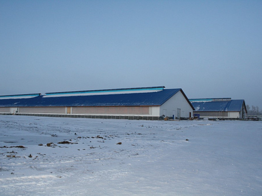Коровник на 600 голов